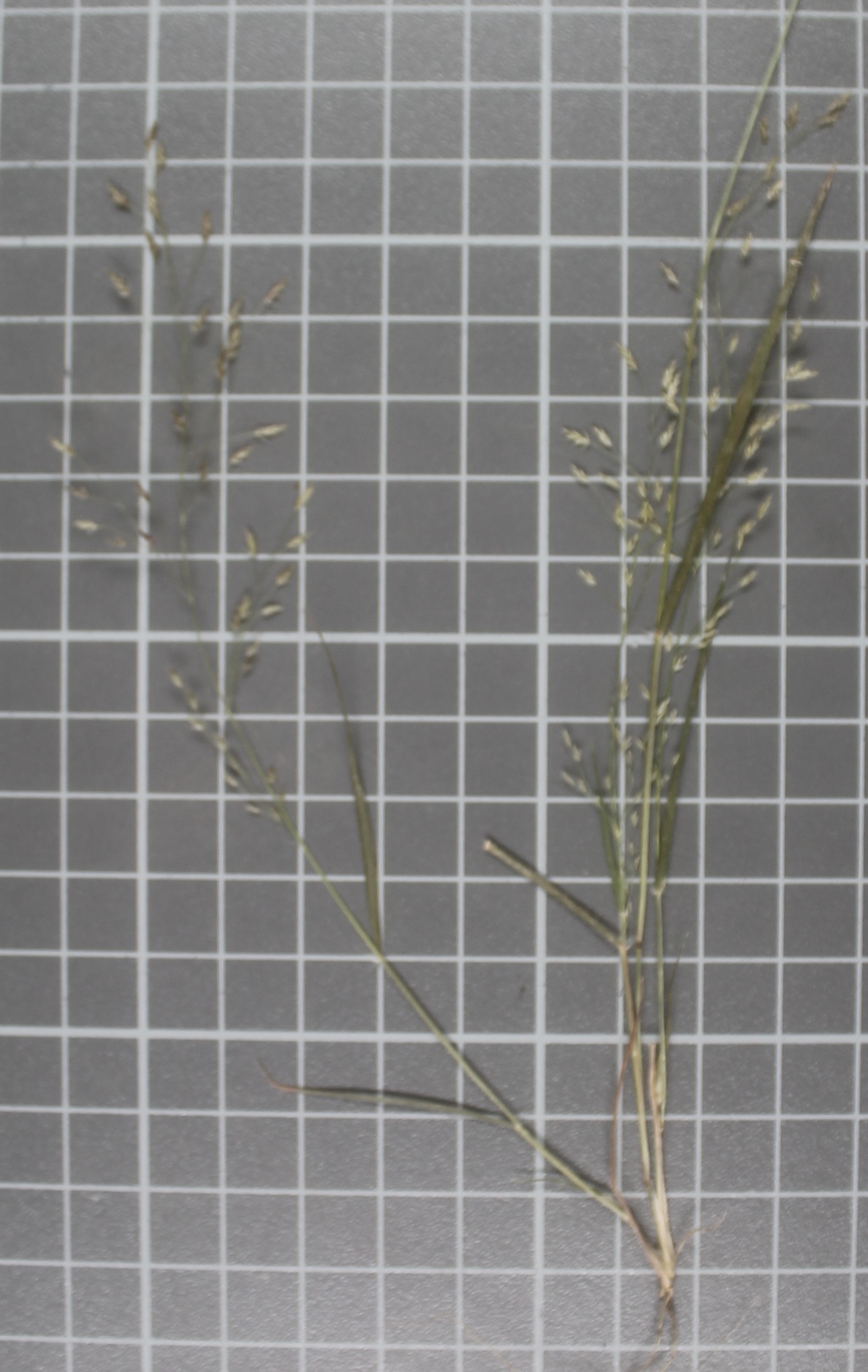 Eragrostis plumbea