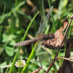 Crocothemis erythraea