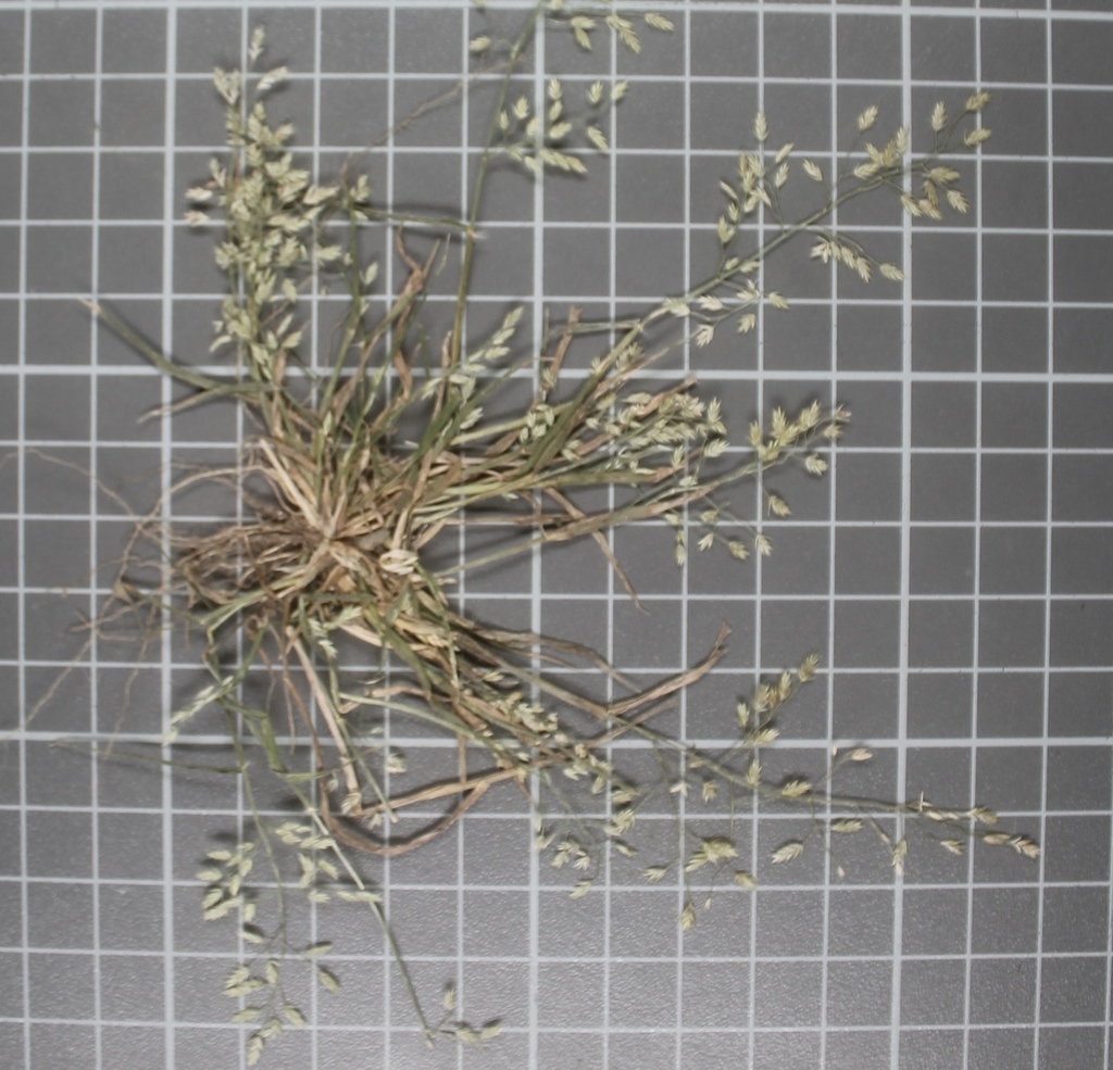 Mexican Lovegrass