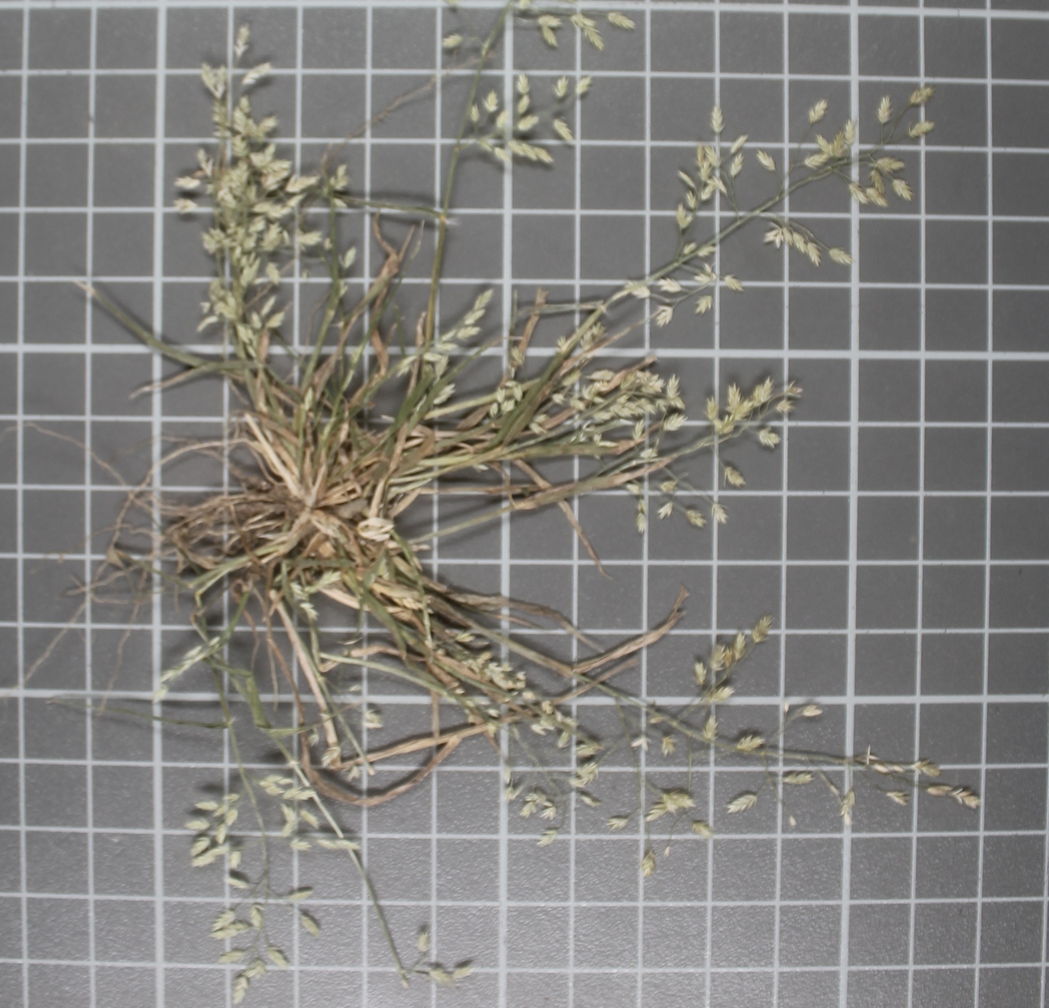 Eragrostis mexicana