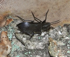 Melandrya dubia