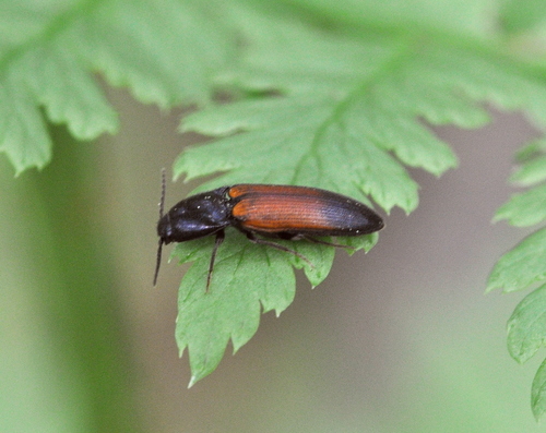 belted click beetle, photo 3 of 9