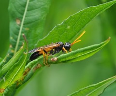 Tenthredo campestris