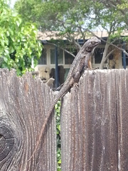 Sceloporus occidentalis
