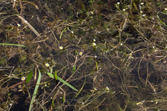 Ranunculus circinatus