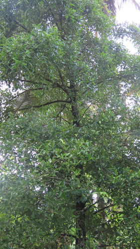 Garcinia gummi-gutta, photograph 6