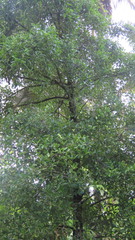 Garcinia gummi-gutta, photograph Navaneeth Sini George, CC BY, iNaturalist via GBIF