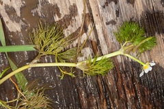 Ranunculus circinatus