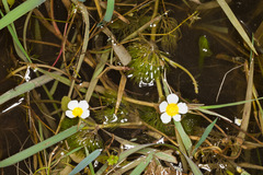 Ranunculus circinatus
