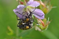 Brachyta interrogationis