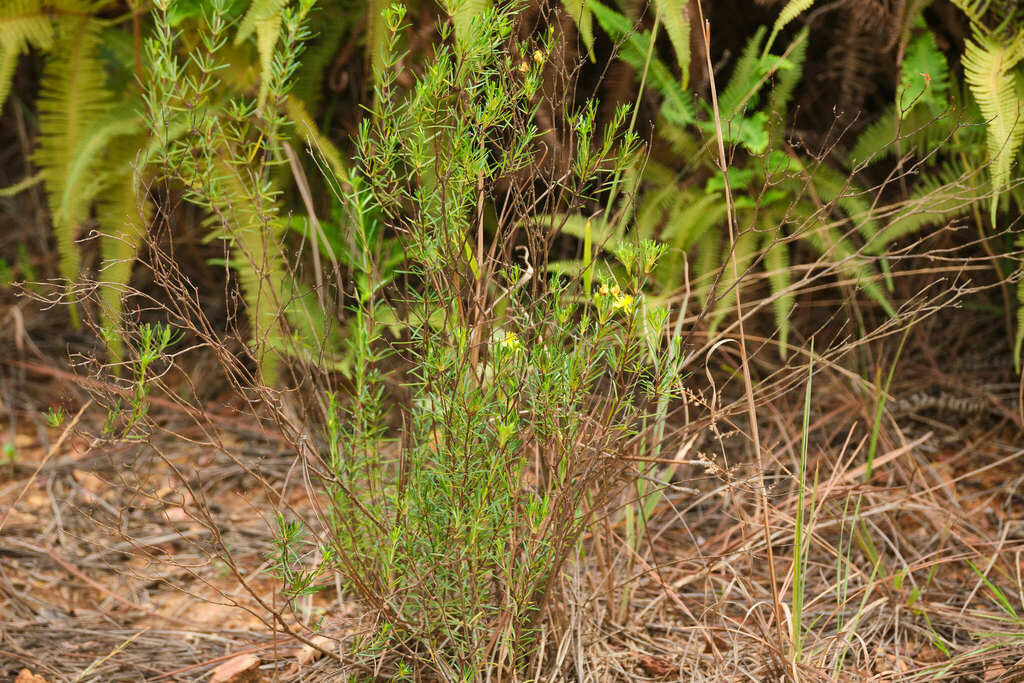 Carolina St. johnswort (Hypericum nitidum)