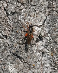 Chalcosyrphus valgus