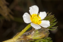 Ranunculus circinatus