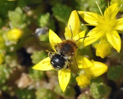 Anthidium punctatum