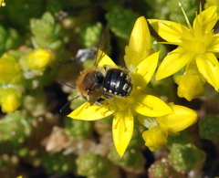 Anthidium punctatum