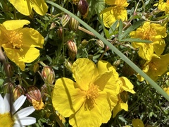Helianthemum croceum, photograph (c) Jonathan, some rights reserved (CC BY)