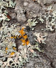 Xylotrechus rusticus