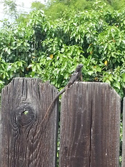 Sceloporus occidentalis