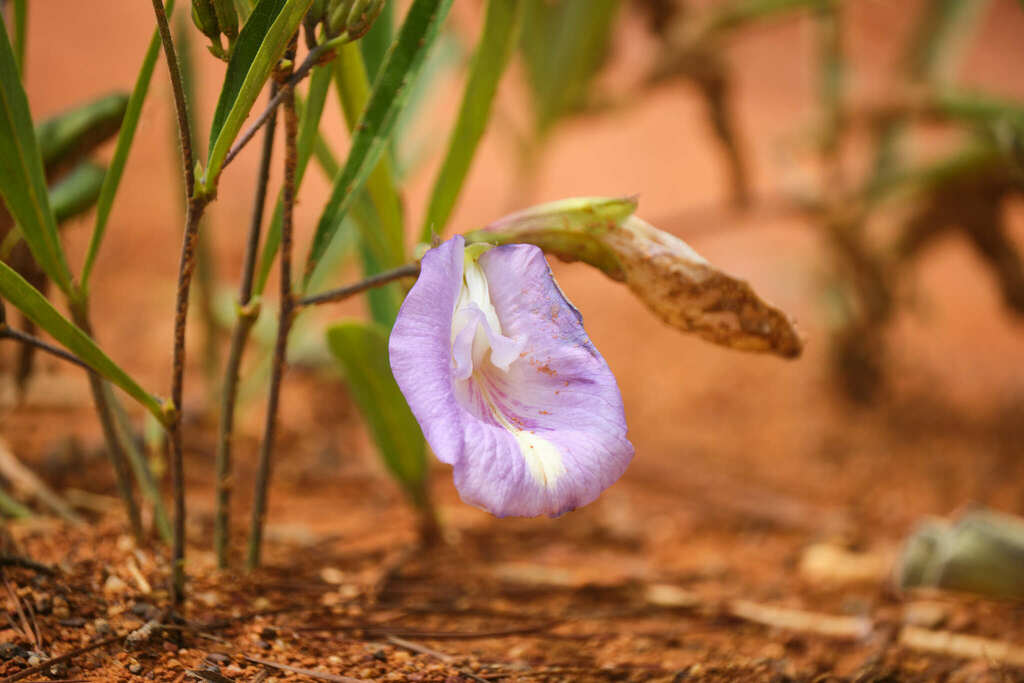 mauve bell