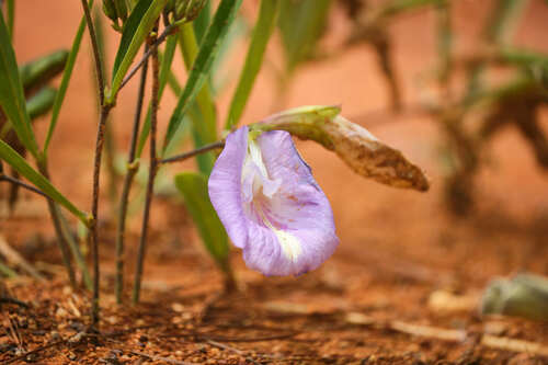 Mauve bell