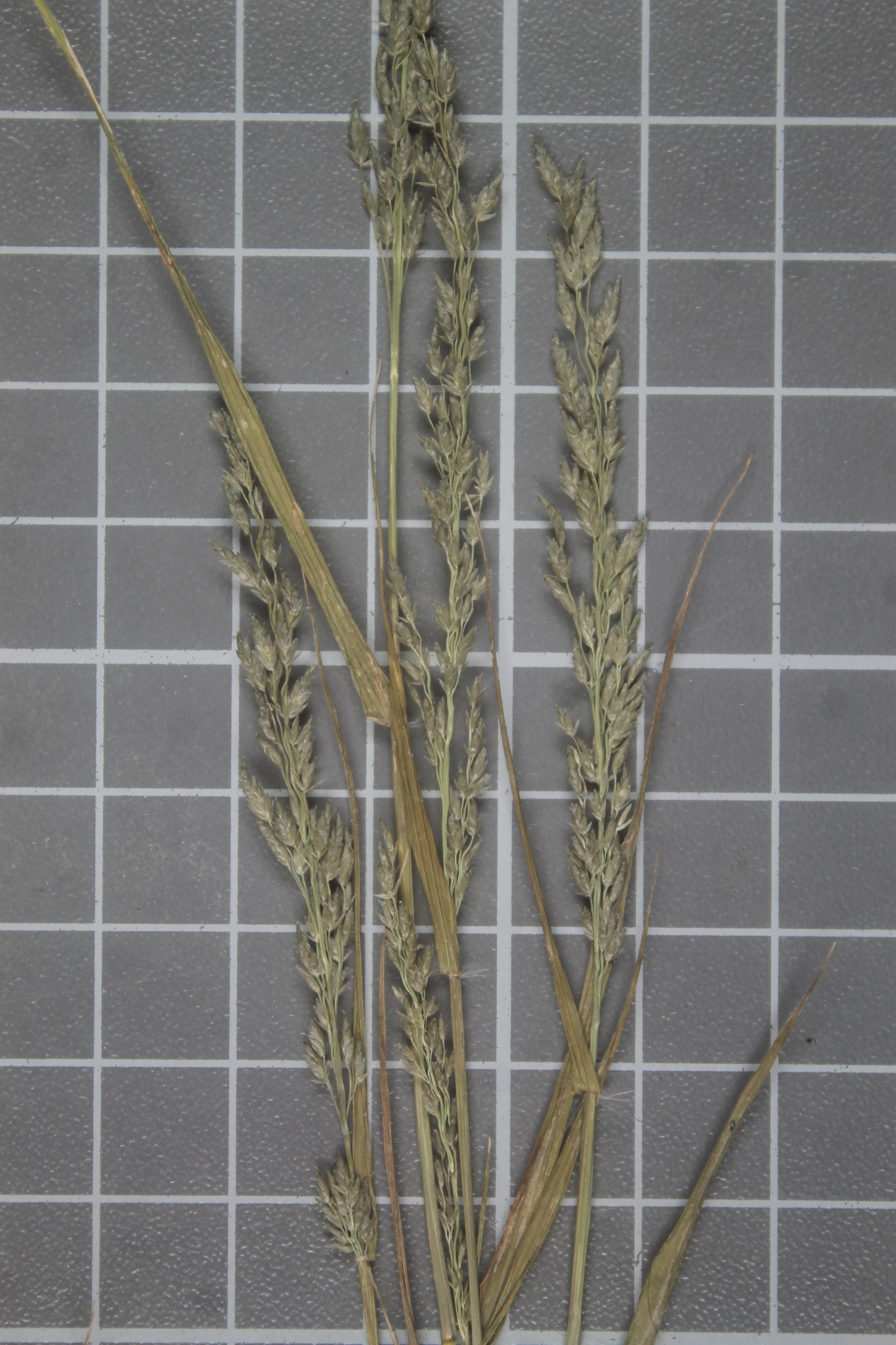 Eragrostis palmeri