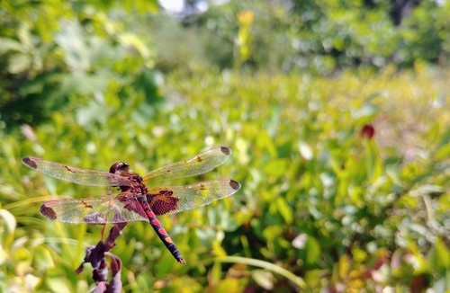 Calico Pennant photo 4