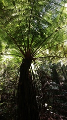 Cyathea costaricensis