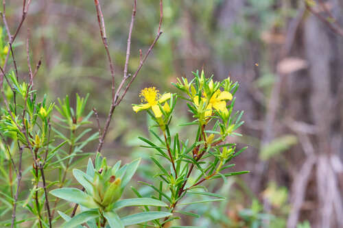 Carolina St. Johnswort (Hypericum nitidum)