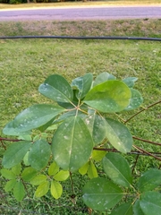 Akebia