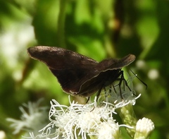 Pellicia