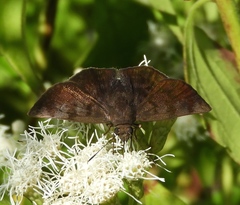 Pellicia