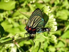 Atlides polybe