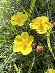 Helianthemum croceum, photograph (c) Jonathan, some rights reserved (CC BY)