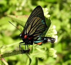 Atlides polybe