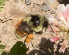 Bombus bifarius