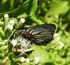Atlides polybe