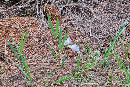 Mauve bell (Clitoria guianensis)