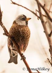 Leucosticte tephrocotis littoralis