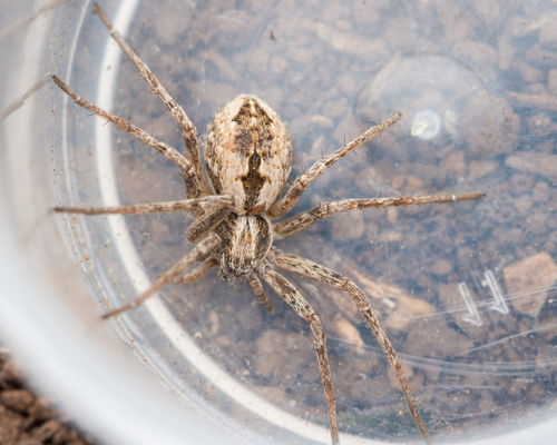 Cricket Thief Spider