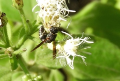 Hypalastoroides
