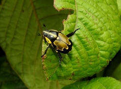 Rutela