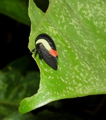 Membracis sanguineoplaga