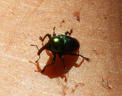 Eurhinus