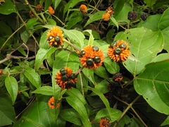 Tilesia baccata