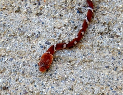 Imantodes gemmistratus