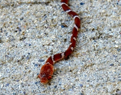 Imantodes gemmistratus