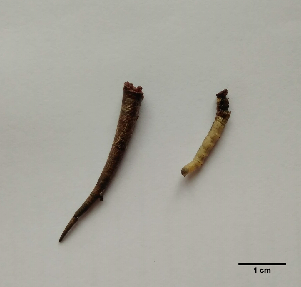 Arctopoda maculosa