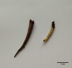 Arctopoda maculosa