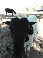 Ovis aries