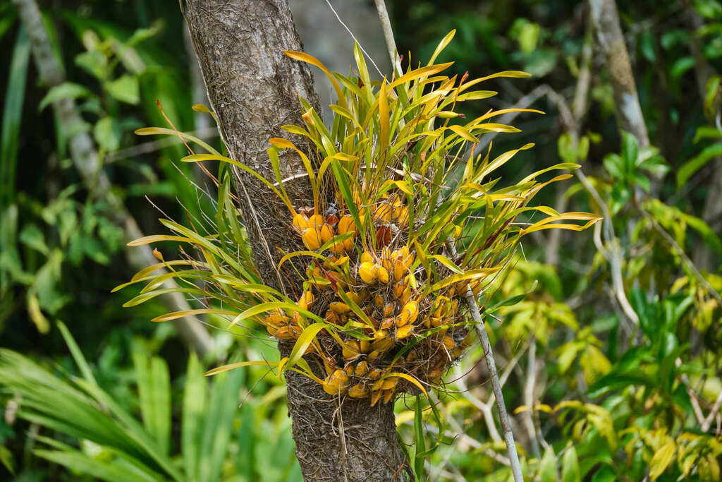 Maxillaria egertoniana
